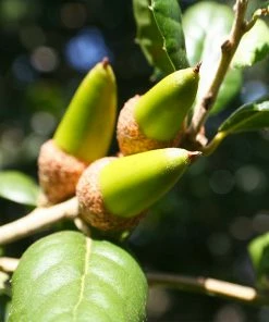 Brighter Blooms West Coast Live Oak Tree Evergreen & Privacy 7 Brighter Blooms West Coast Live Oak Tree Evergreen & Privacy