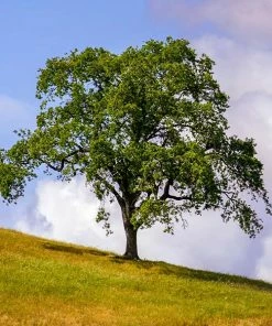 Brighter Blooms West Coast Live Oak Tree Evergreen & Privacy