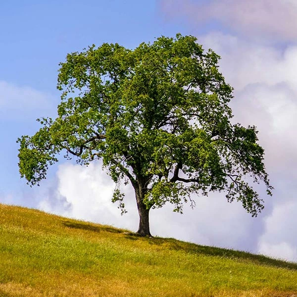 Brighter Blooms West Coast Live Oak Tree Evergreen & Privacy 1 Brighter Blooms West Coast Live Oak Tree Evergreen & Privacy