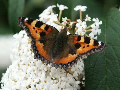 Brighter Blooms Shrubs & Hedges White Profusion Butterfly Bush 2 Brighter Blooms Shrubs & Hedges White Profusion Butterfly Bush