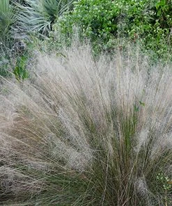 Brighter Blooms Ornamental Grasses White Cloud Muhly Grass