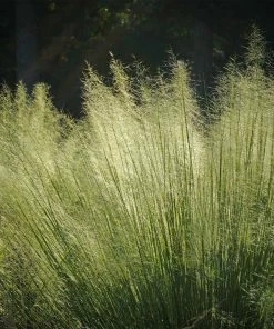 Brighter Blooms Ornamental Grasses White Cloud Muhly Grass