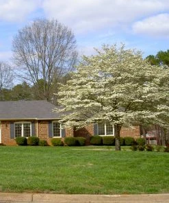 Brighter Blooms White Dogwood Tree