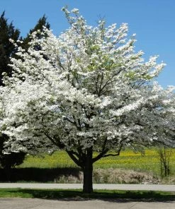 Brighter Blooms White Dogwood Tree Flowering Trees