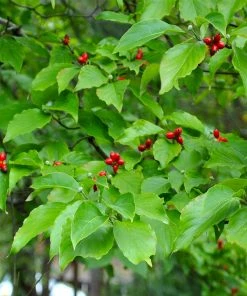 Brighter Blooms White Dogwood Tree