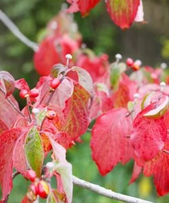 Brighter Blooms White Dogwood Tree