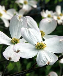 Brighter Blooms White Dogwood Tree Flowering Trees