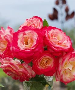 Brighter Blooms Shrubs & Hedges White Lies™ Rose