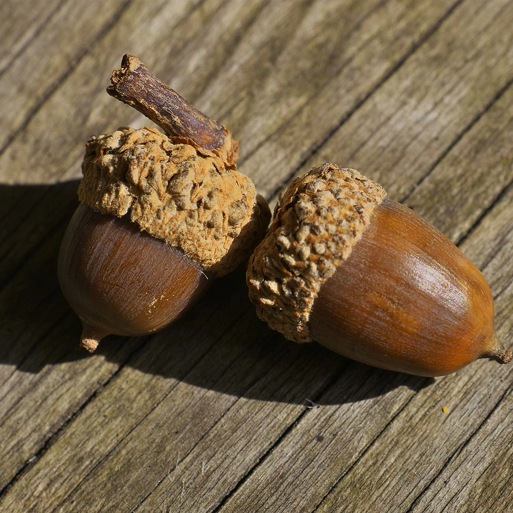 Brighter Blooms Shade Trees White Oak Tree 5 Brighter Blooms Shade Trees White Oak Tree