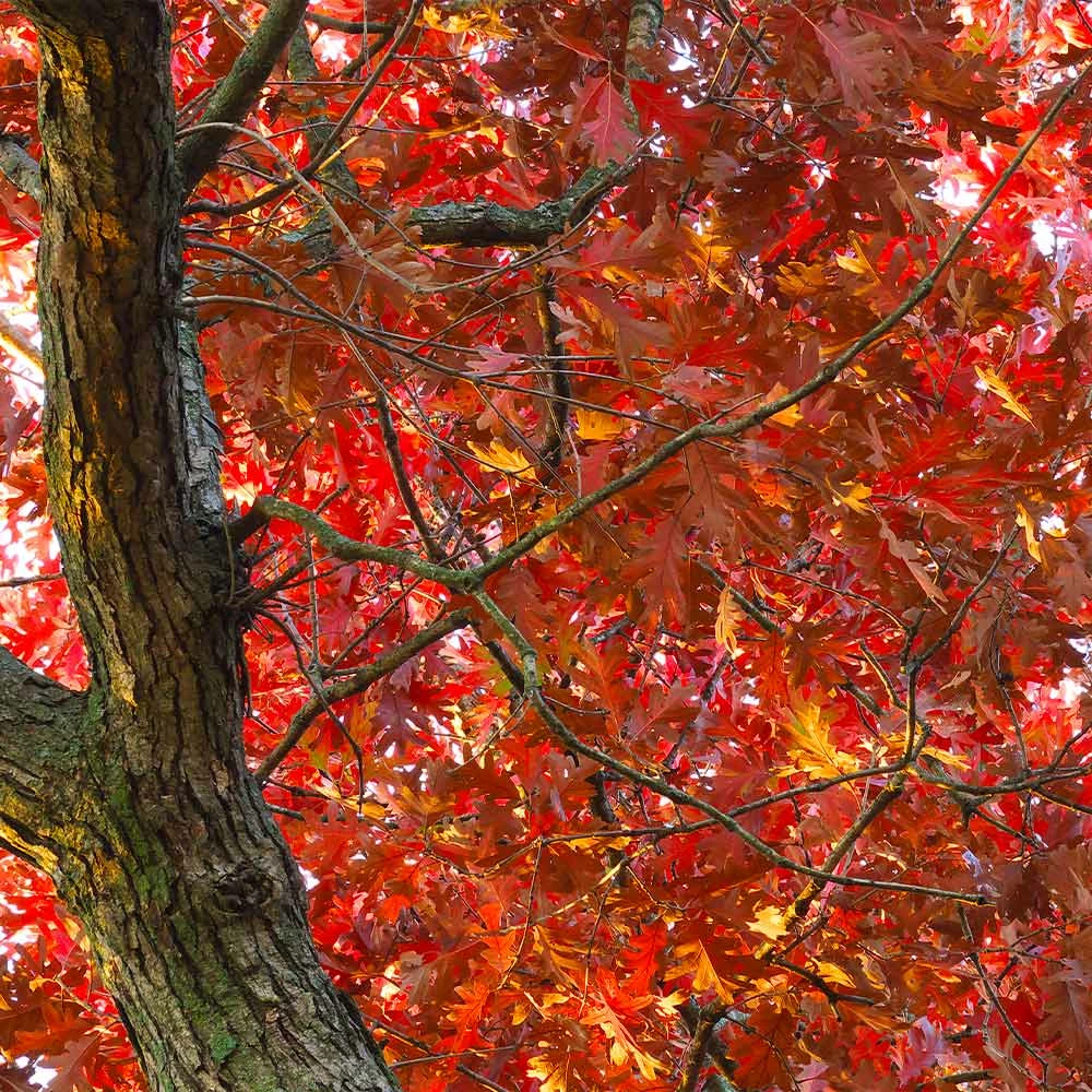 Brighter Blooms Shade Trees White Oak Tree 3 Brighter Blooms Shade Trees White Oak Tree