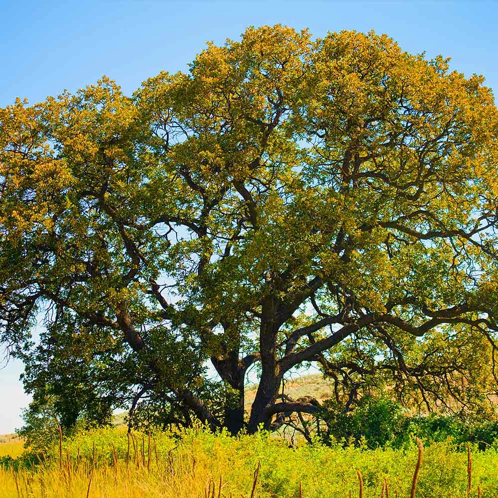 Brighter Blooms Shade Trees White Oak Tree 4 Brighter Blooms Shade Trees White Oak Tree