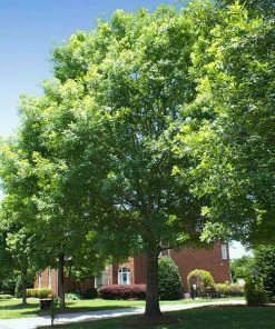 Brighter Blooms Shade Trees White Oak Tree