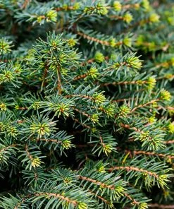 Brighter Blooms White Spruce Tree Evergreen & Privacy 8 Brighter Blooms White Spruce Tree Evergreen & Privacy