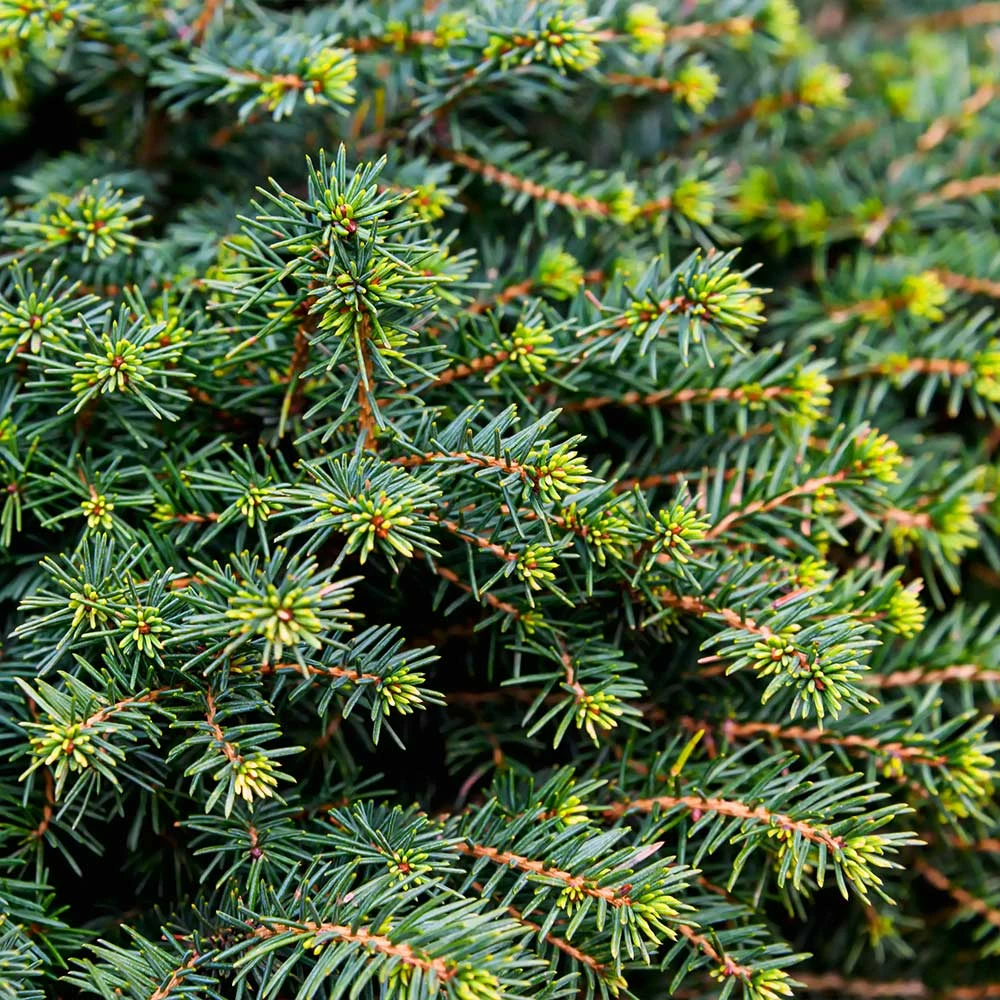 Brighter Blooms White Spruce Tree Evergreen & Privacy 4 Brighter Blooms White Spruce Tree Evergreen & Privacy