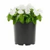 No Warranty New Annuals White Vinca
