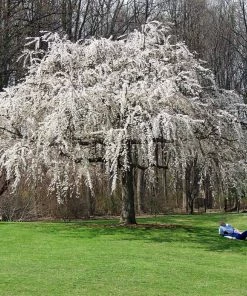 Brighter Blooms Flowering Trees White Weeping Cherry Tree