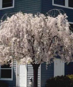 Brighter Blooms Flowering Trees White Weeping Cherry Tree