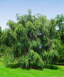 Brighter Blooms Flowering Trees White Weeping Cherry Tree