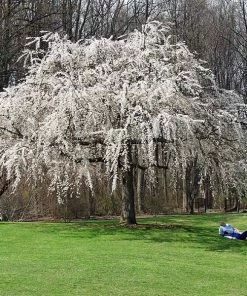Brighter Blooms Flowering Trees White Weeping Cherry Tree