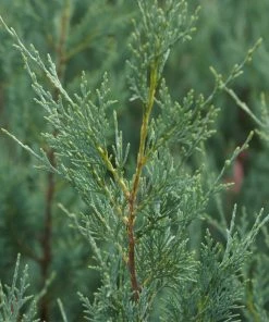 Brighter Blooms Wichita Blue Juniper Tree 7 Brighter Blooms Wichita Blue Juniper Tree