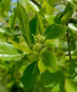 Brighter Blooms Wildfire Black Gum Tree Shade Trees