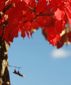 Brighter Blooms Wildfire Black Gum Tree Shade Trees
