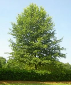 Brighter Blooms Willow Oak Tree Shade Trees