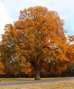 Brighter Blooms Willow Oak Tree Shade Trees