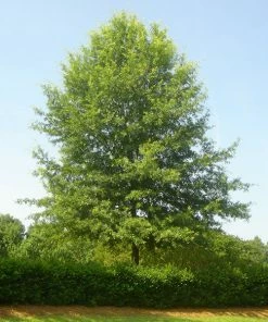 Brighter Blooms Willow Oak Tree Shade Trees
