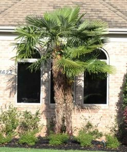 Brighter Blooms New Trees Windmill Palm Tree 9 Brighter Blooms New Trees Windmill Palm Tree