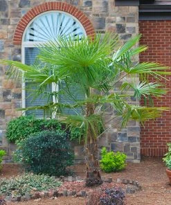 Brighter Blooms Windmill Palm Tree Palm Trees
