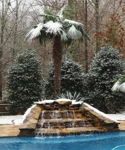 Brighter Blooms Windmill Palm Tree Palm Trees