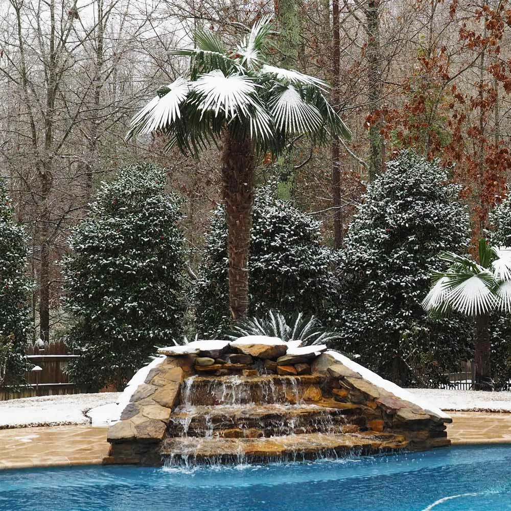 Brighter Blooms New Trees Windmill Palm Tree 5 Brighter Blooms New Trees Windmill Palm Tree