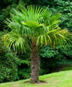 Brighter Blooms New Trees Windmill Palm Tree