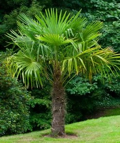 Brighter Blooms Windmill Palm Tree Palm Trees