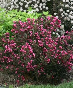 Brighter Blooms Shrubs & Hedges Wine & Roses® Weigela Shrub