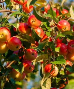 Brighter Blooms Fruit Trees Winesap Apple Tree