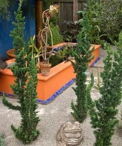 Brighter Blooms Evergreen & Privacy Wissel's Saguaro Cypress Tree