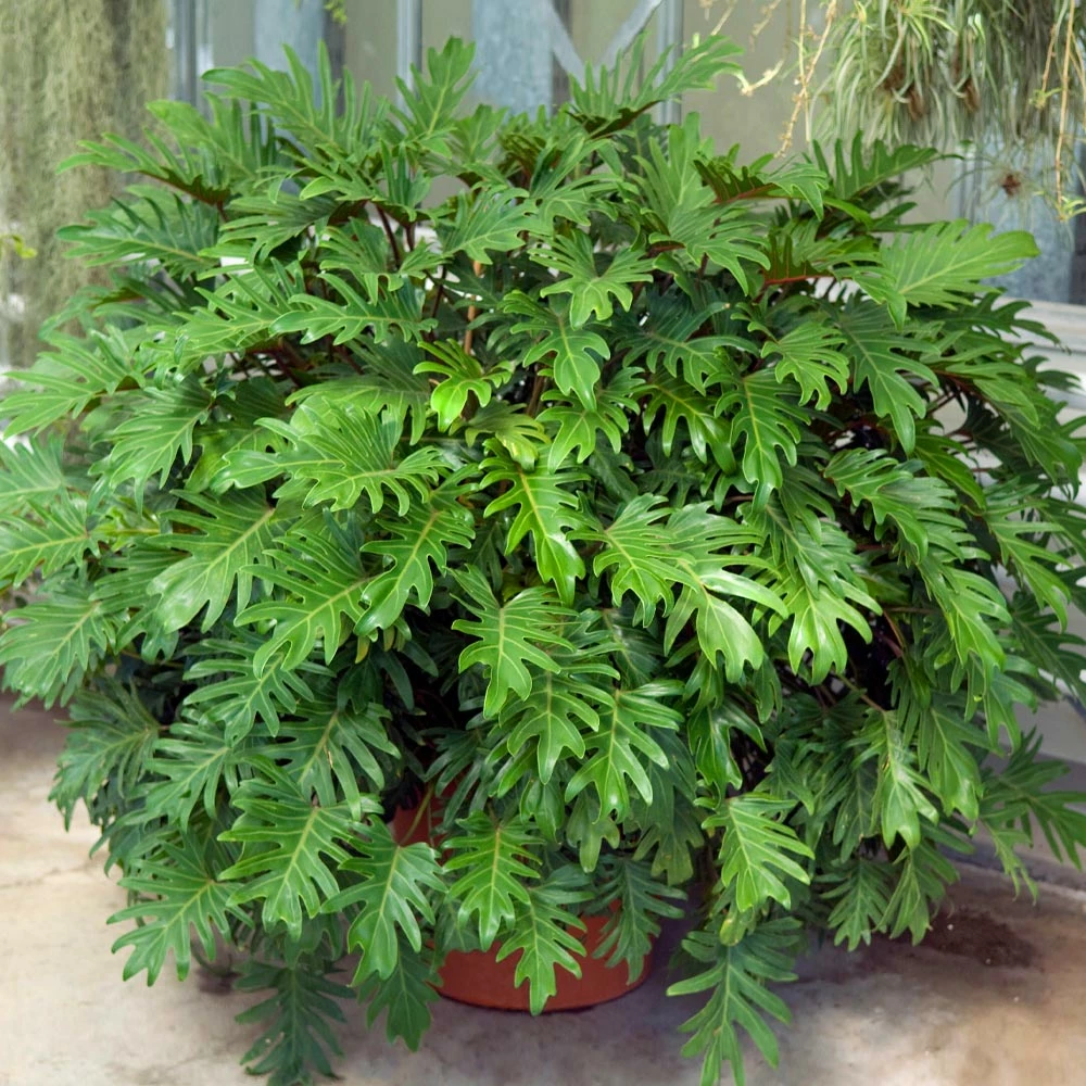 Brighter Blooms Xanadu Philodendron (Winterbourn) Plant 4 Brighter Blooms Xanadu Philodendron (Winterbourn) Plant