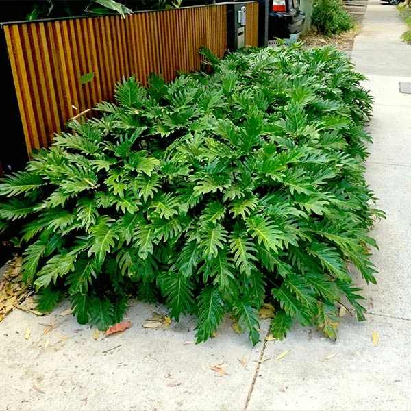 Brighter Blooms Xanadu Philodendron (Winterbourn) Plant 1 Brighter Blooms Xanadu Philodendron (Winterbourn) Plant