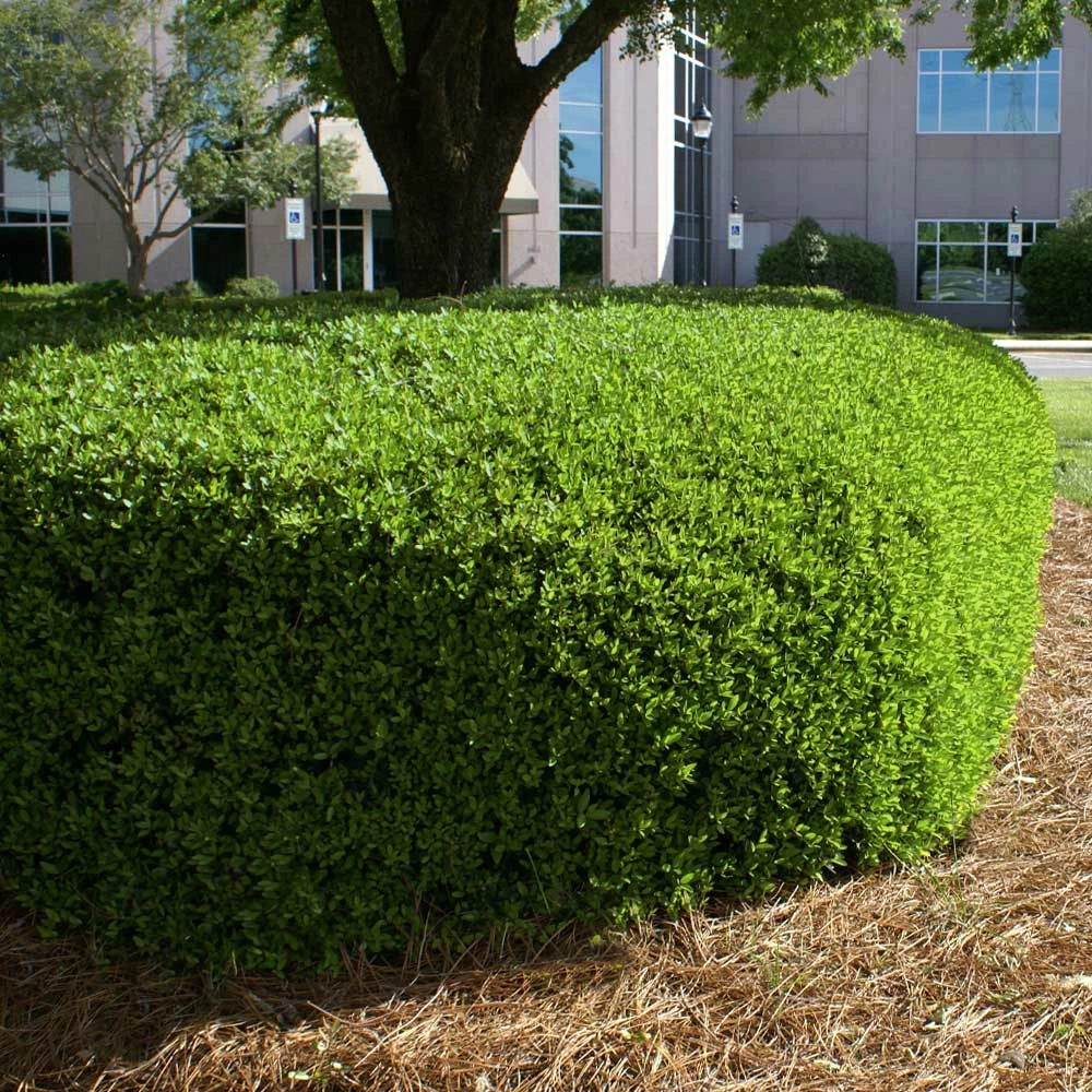 Brighter Blooms Dwarf Yaupon Holly Shrub 5 Brighter Blooms Dwarf Yaupon Holly Shrub