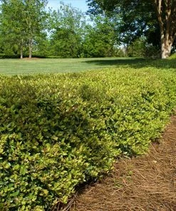 Brighter Blooms Dwarf Yaupon Holly Shrub