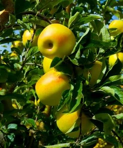 Brighter Blooms Golden Delicious Apple Tree