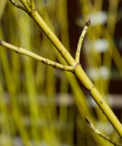 Brighter Blooms Yellow Twig Dogwood Shrub