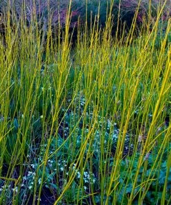 Brighter Blooms Yellow Twig Dogwood Shrub