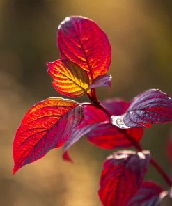 Brighter Blooms Yellow Twig Dogwood Shrub