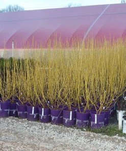 Brighter Blooms Yellow Twig Dogwood Shrub