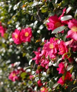 Brighter Blooms Yuletide Camellia Shrub 7 Brighter Blooms Yuletide Camellia Shrub