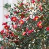 Brighter Blooms Yuletide Camellia Shrub