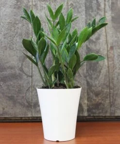 Brighter Blooms ZZ Plant